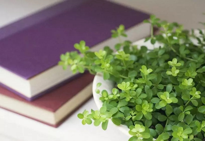 15394843206252.jpg 1.webp.jpg